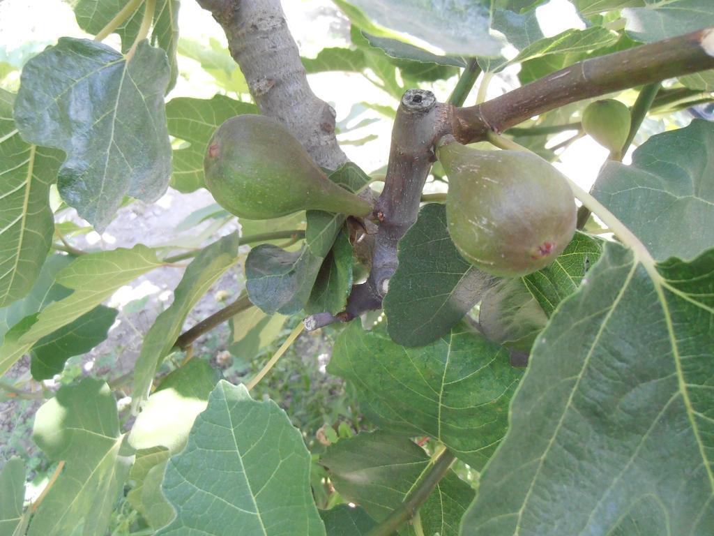 Alojamiento Rural Torre Hueca 호텔 피노스 푸엔테 객실 사진